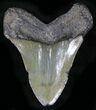 Bargain Megalodon Tooth - South Carolina #25656-2
